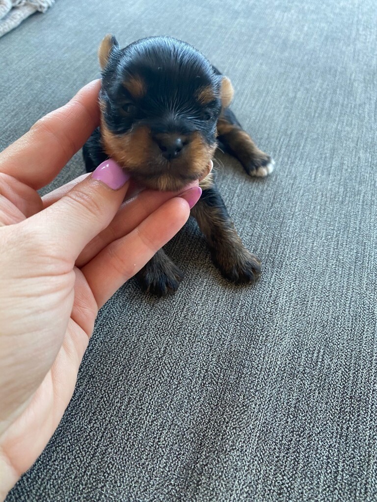 yorkshire terrier puppies for sale gumtree